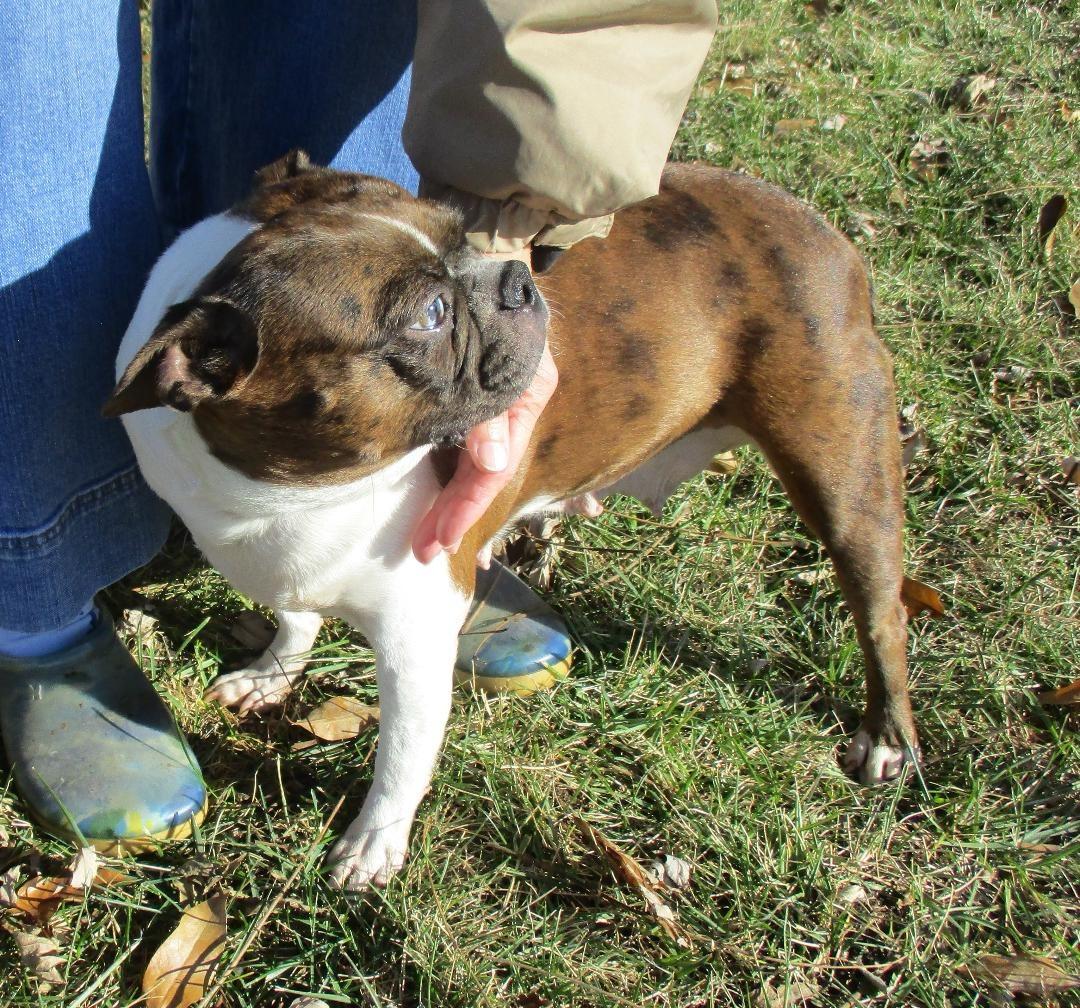 Enlarge Vida - Pending, a ADOPTABLE Boston Terrier in Kansas City, MO image 5/5
