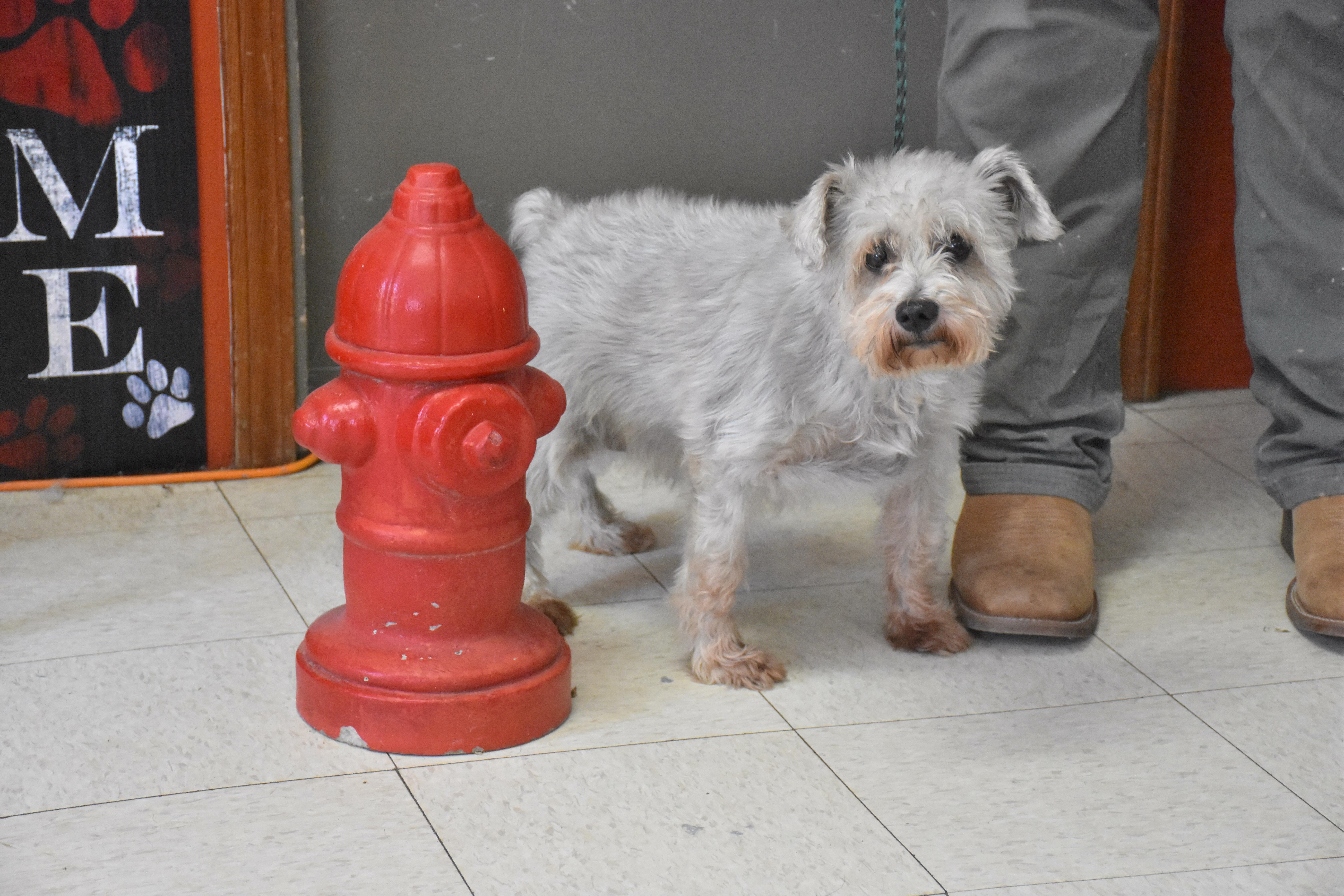 Kiley, ADOPTABLE, Senior Male Miniature Schnauzer.