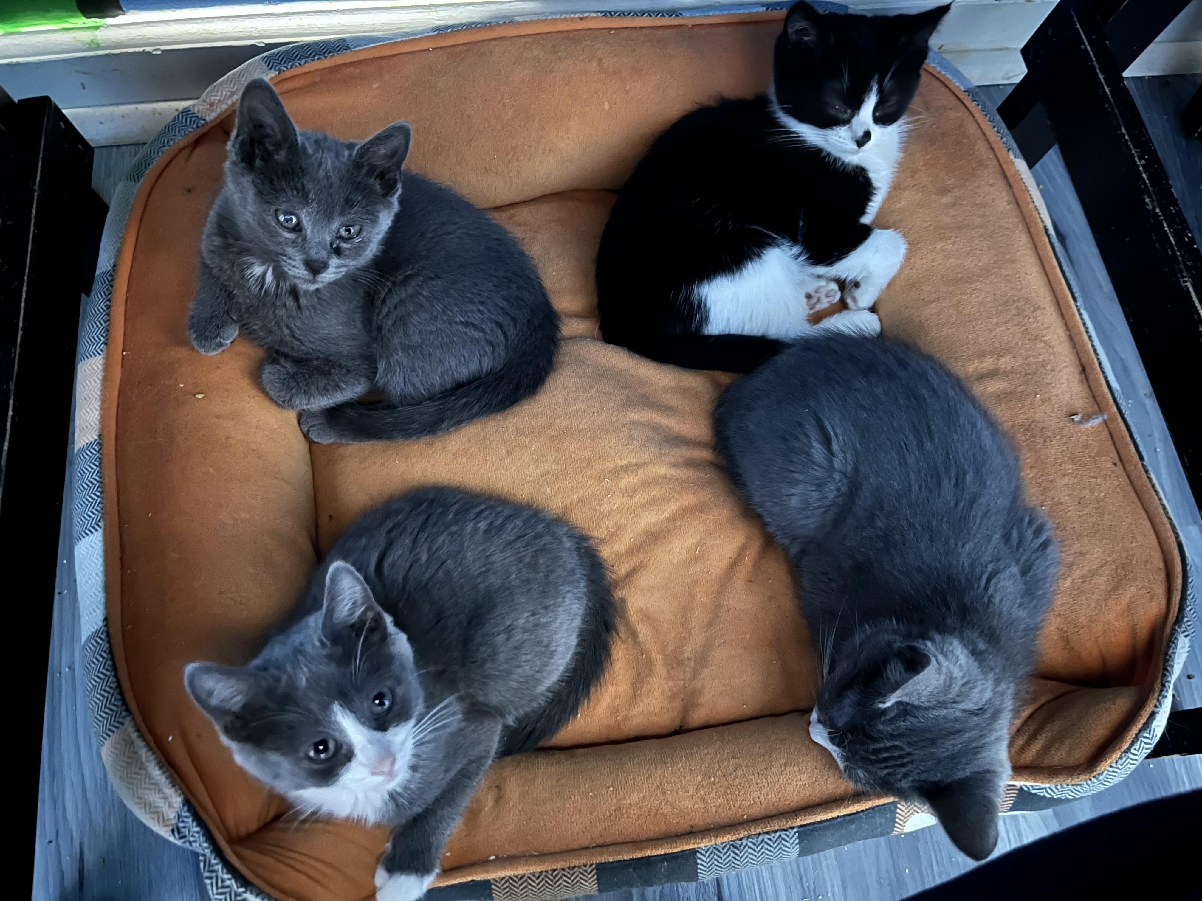 Enlarge Frosty, a ADOPTABLE Domestic Short Hair in Elkton, MD image 5/5