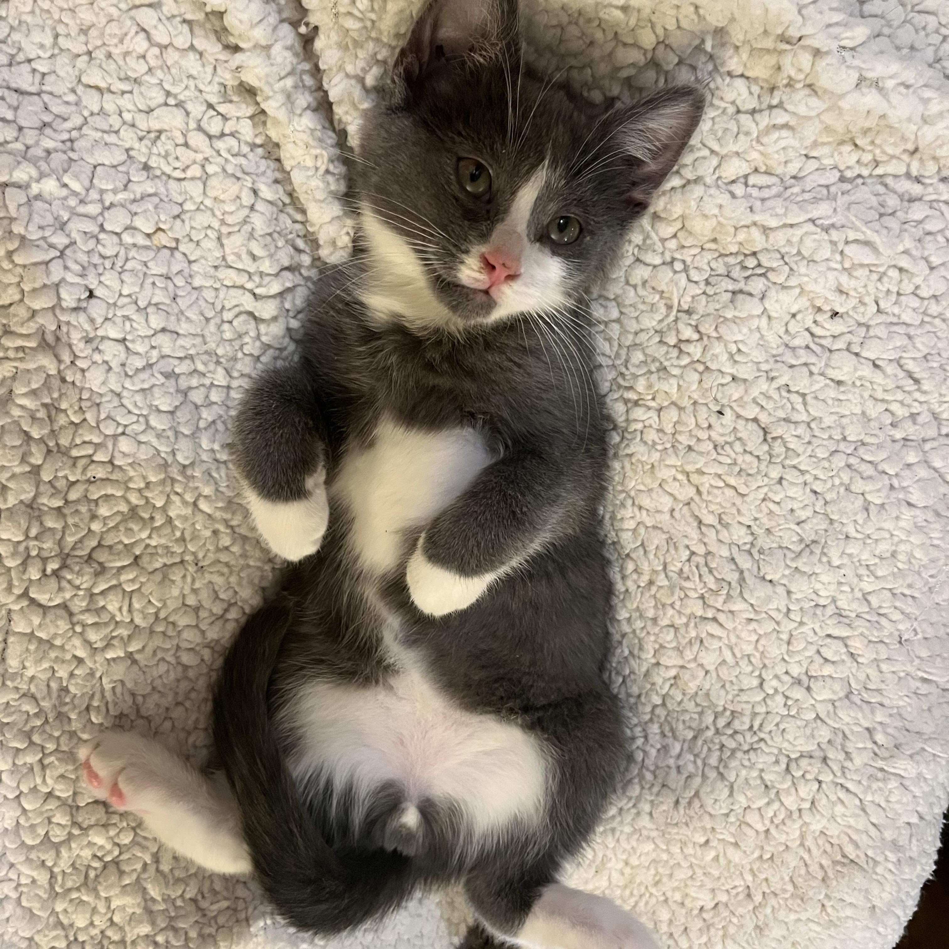 Enlarge Frosty, a ADOPTABLE Domestic Short Hair in Elkton, MD image 2/5