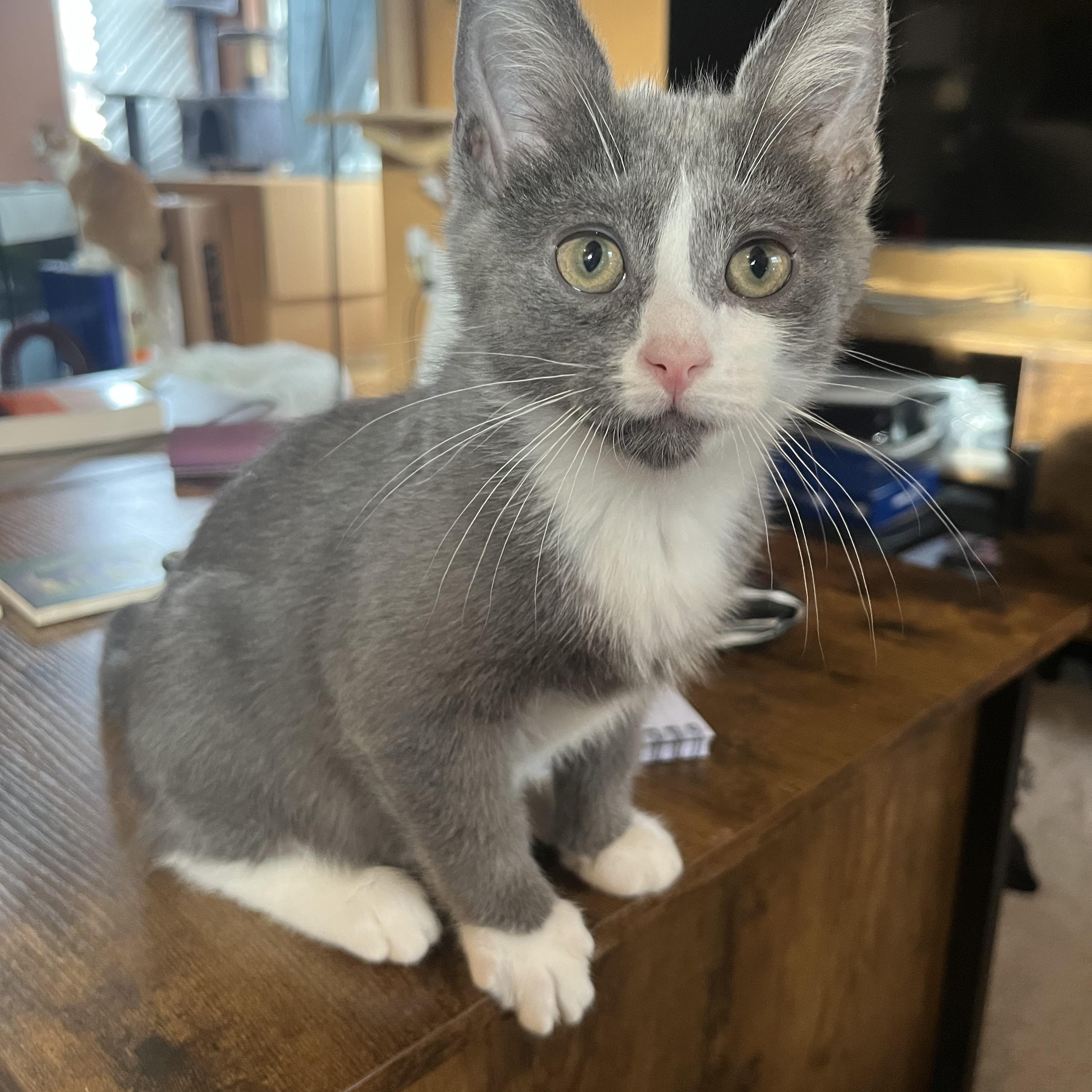 Enlarge Frosty, a ADOPTABLE Domestic Short Hair in Elkton, MD image 1/5