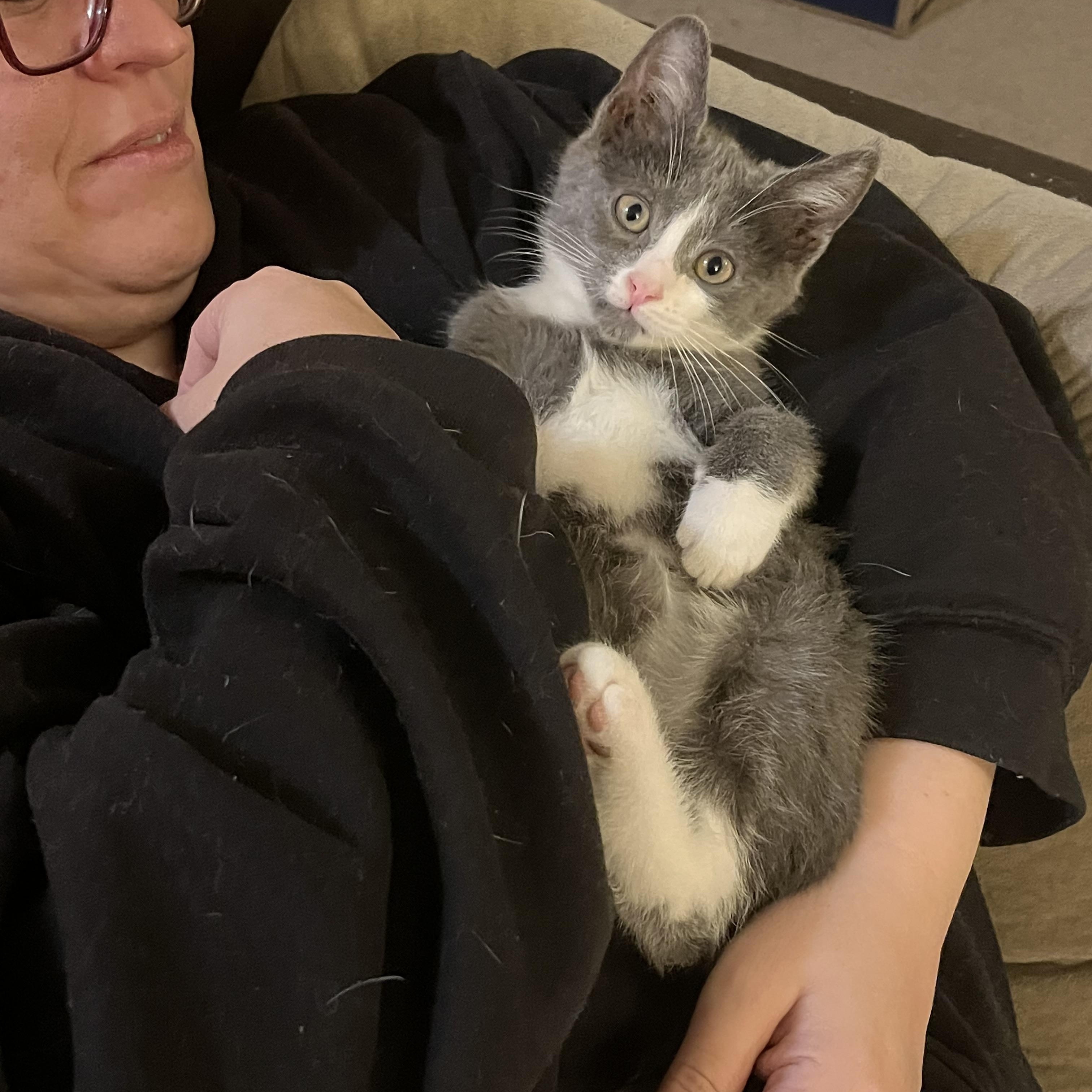 Enlarge Frosty, a ADOPTABLE Domestic Short Hair in Elkton, MD image 3/5