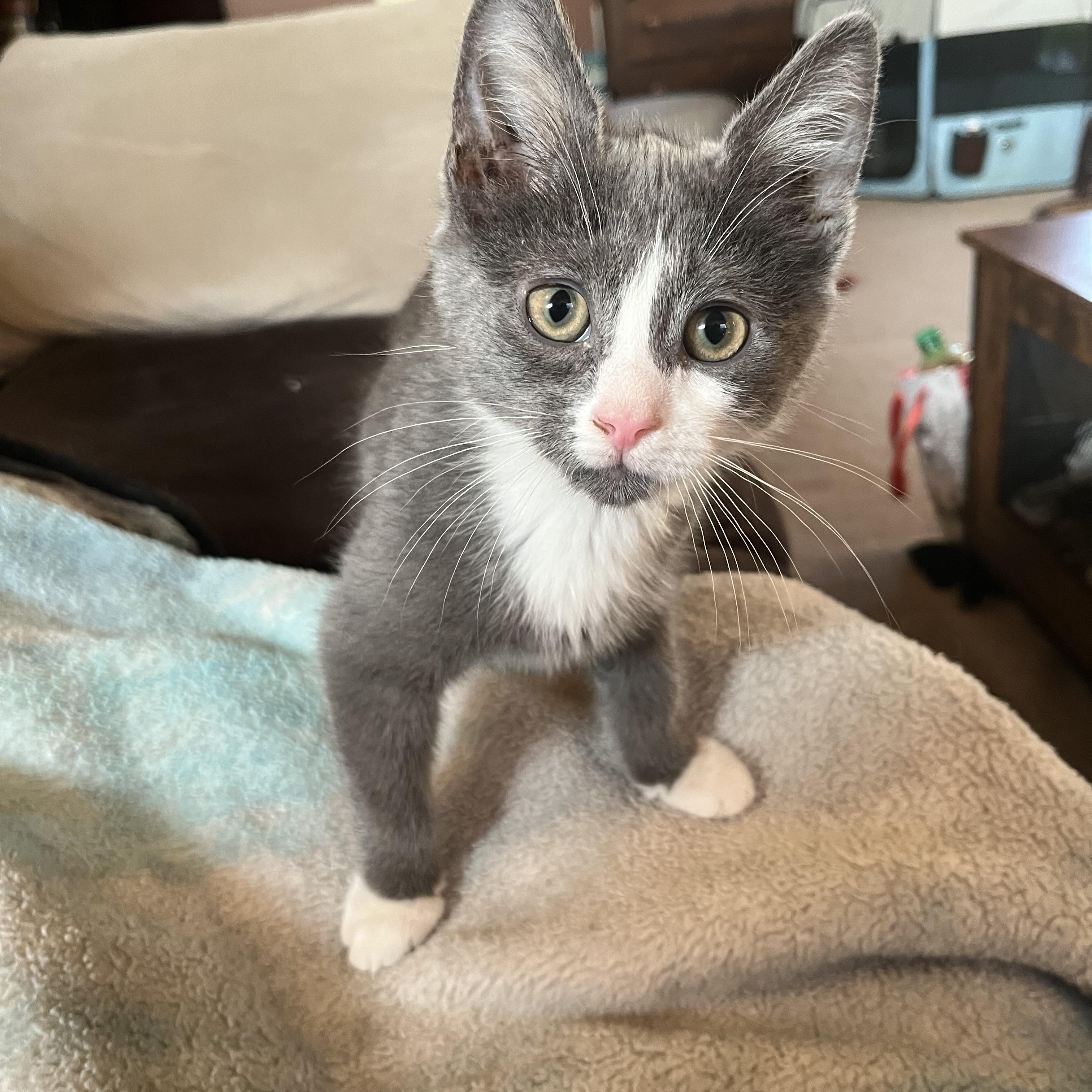 Enlarge Frosty, a ADOPTABLE Domestic Short Hair in Elkton, MD image 4/5