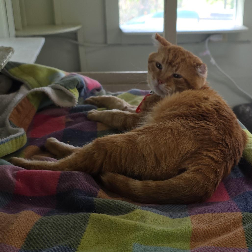 Regigigas, Adoptable, Adult Male Domestic Short Hair.