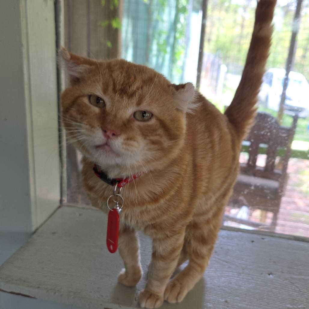 Enlarge Regigigas, a Adoptable Domestic Short Hair in Eureka Springs, AR image 2/3