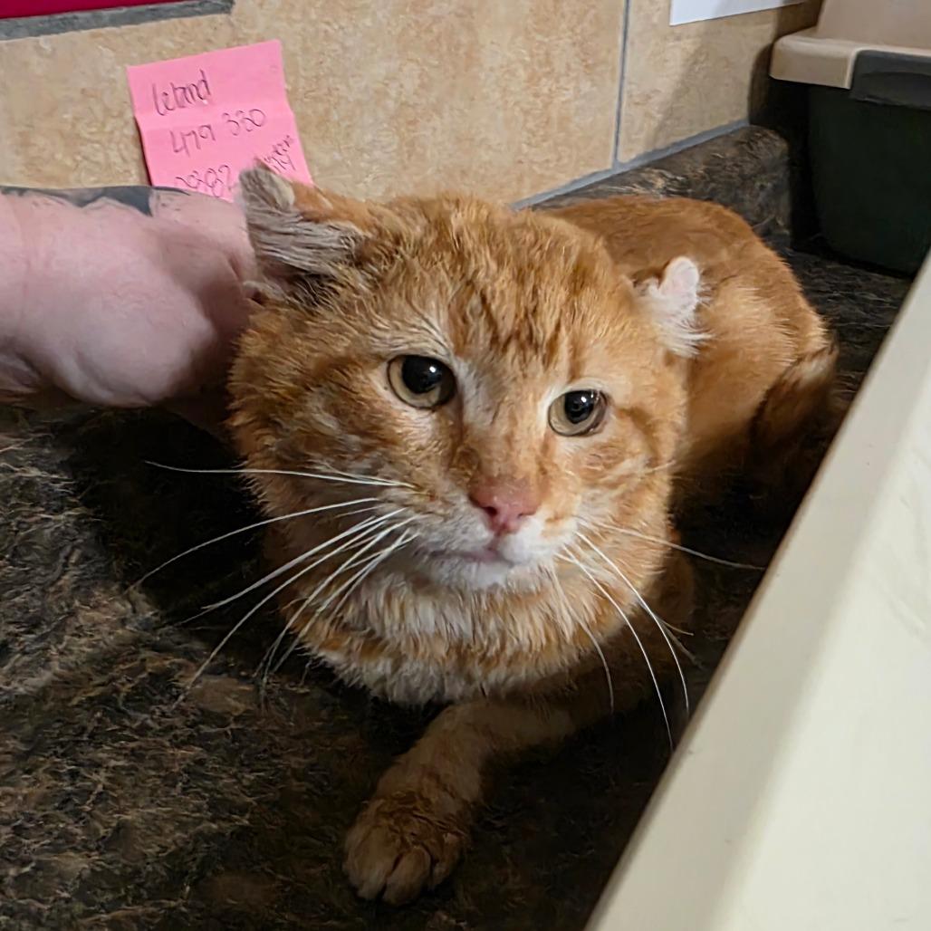 Enlarge Regigigas, a Adoptable Domestic Short Hair in Eureka Springs, AR image 3/3