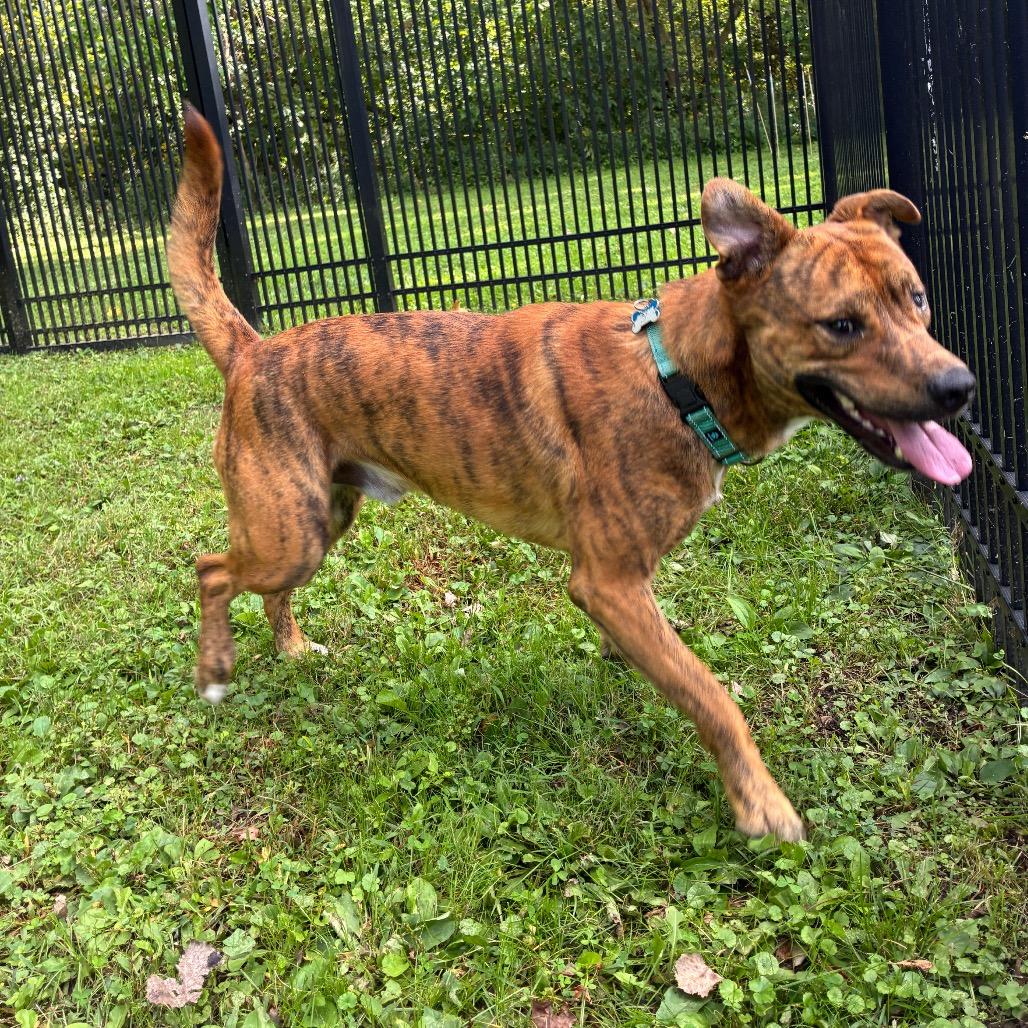 Tony The Tiger, Adoptable, Young Male Mixed Breed & None.