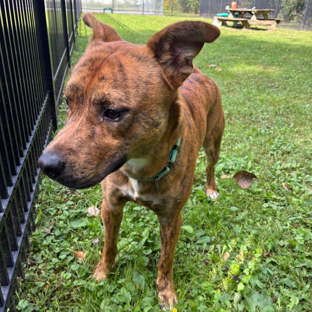 Enlarge Tony The Tiger, a Adoptable Mixed Breed in South Haven, MI image 2/6