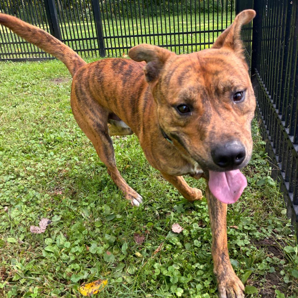 Enlarge Tony The Tiger, a Adoptable Mixed Breed in South Haven, MI image 3/6