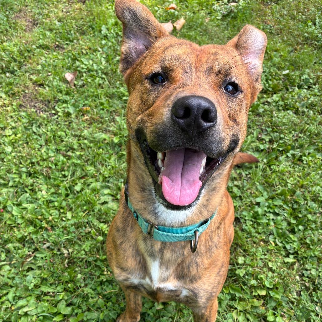 Enlarge Tony The Tiger, a Adoptable Mixed Breed in South Haven, MI image 4/6