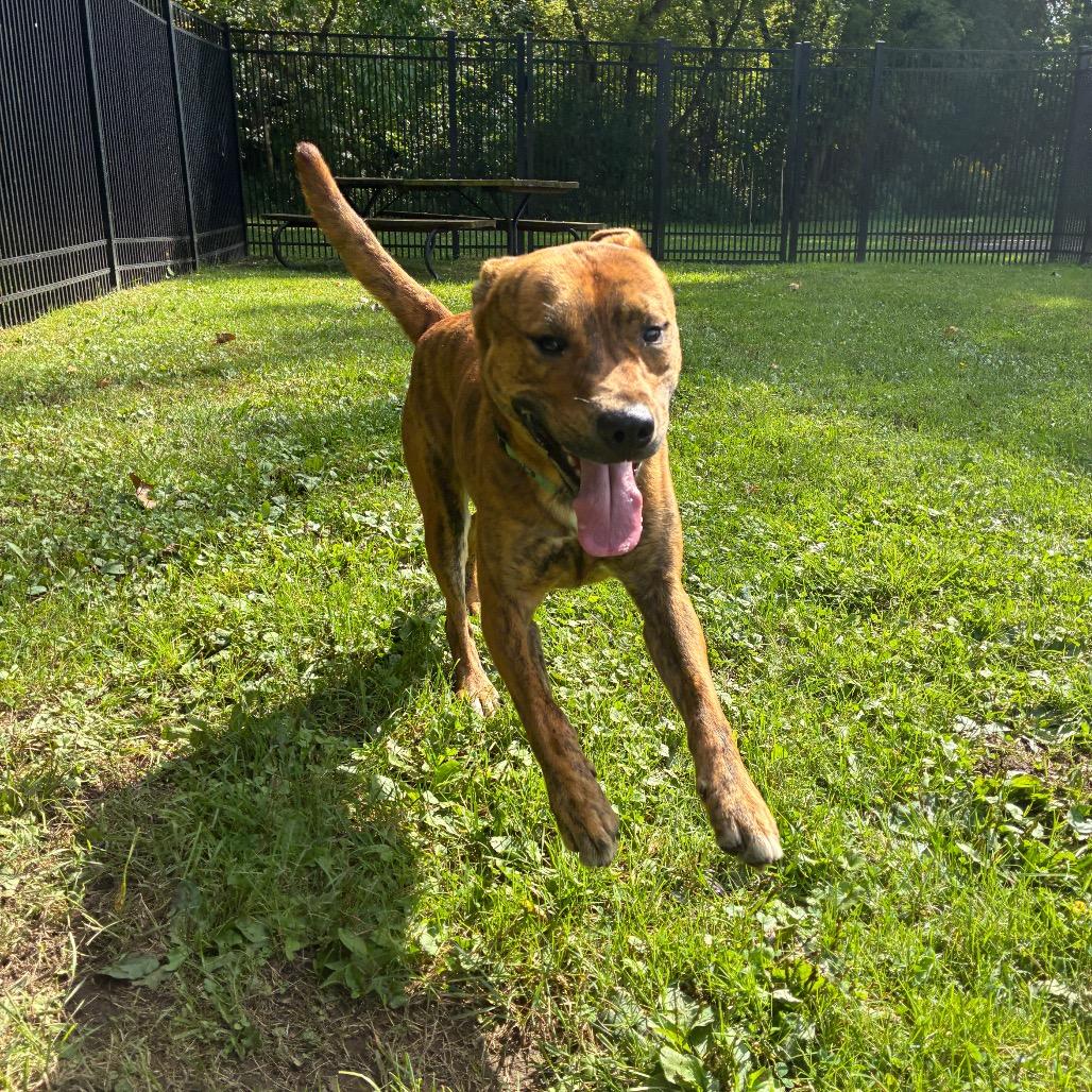 Enlarge Tony The Tiger, a Adoptable Mixed Breed in South Haven, MI image 5/6