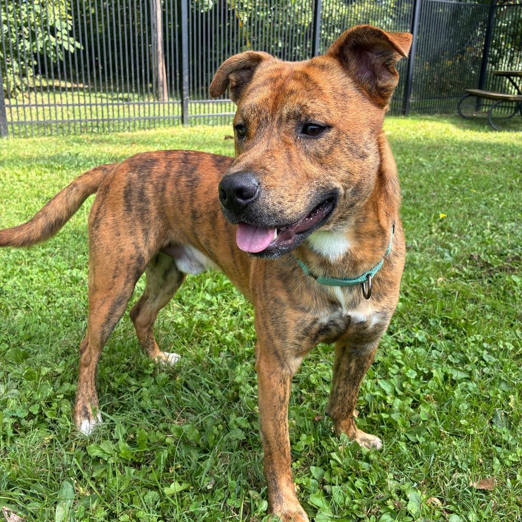 Enlarge Tony The Tiger, a Adoptable Mixed Breed in South Haven, MI image 6/6