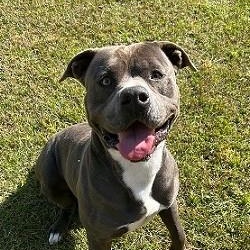 Diesel, Adult Male unknown