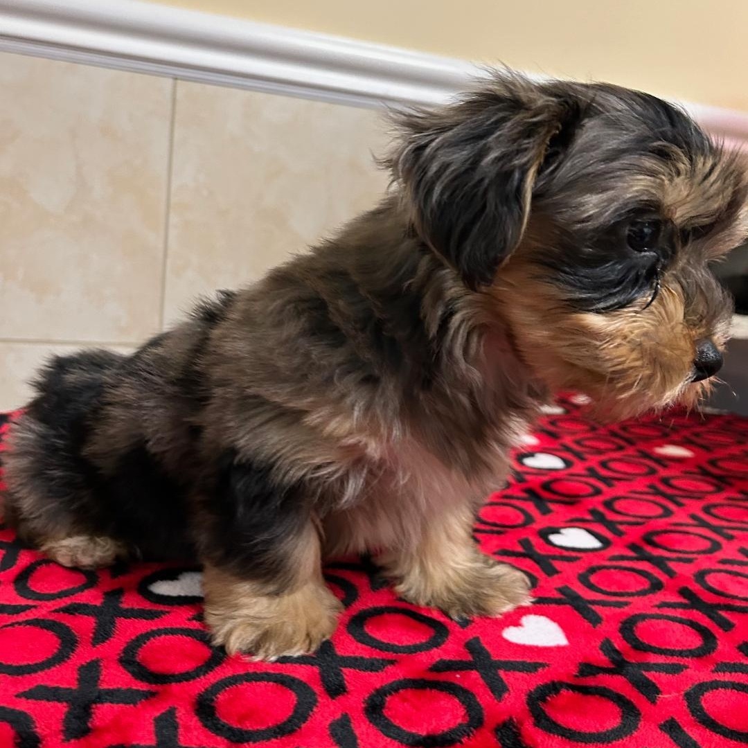 Enlarge Gibson, a Adoptable Yorkshire Terrier in Bartonsville, PA image 3/5