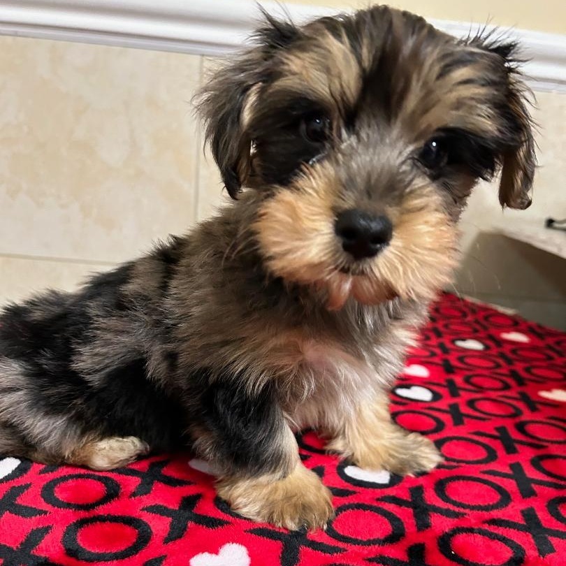 Enlarge Gibson, a Adoptable Yorkshire Terrier in Bartonsville, PA image 4/5