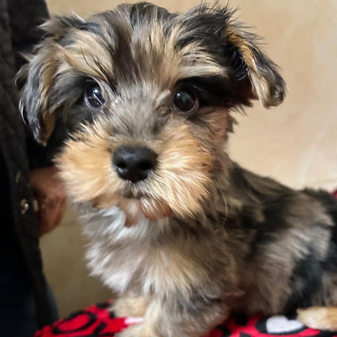Gibson, Adoptable, Puppy Male Yorkshire Terrier.