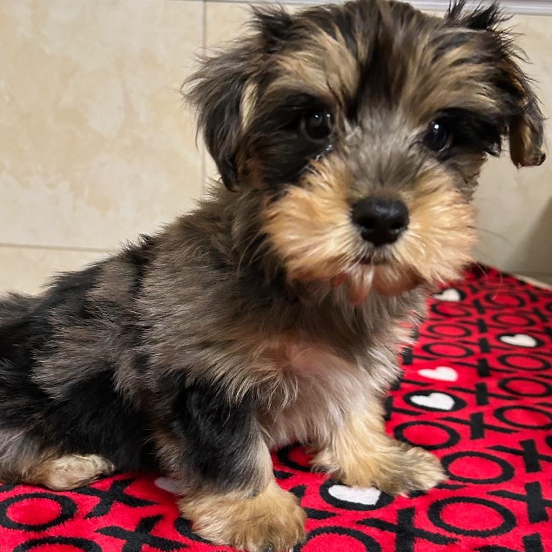 Enlarge Gibson, a Adoptable Yorkshire Terrier in Bartonsville, PA image 5/5