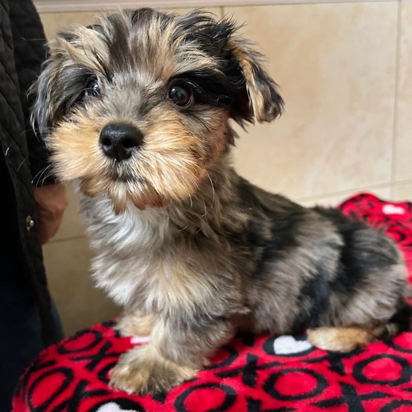 Enlarge Gibson, a Adoptable Yorkshire Terrier in Bartonsville, PA image 2/5