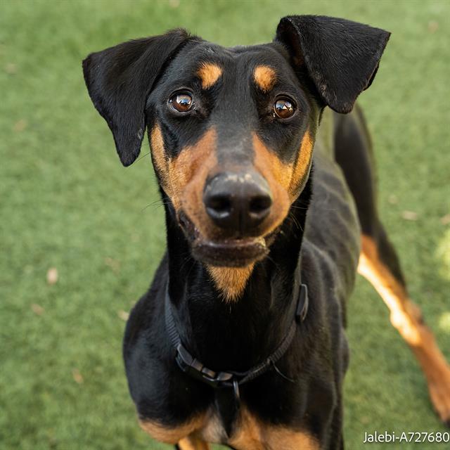 JALEBI, Adoptable, Young Female Doberman Pinscher.