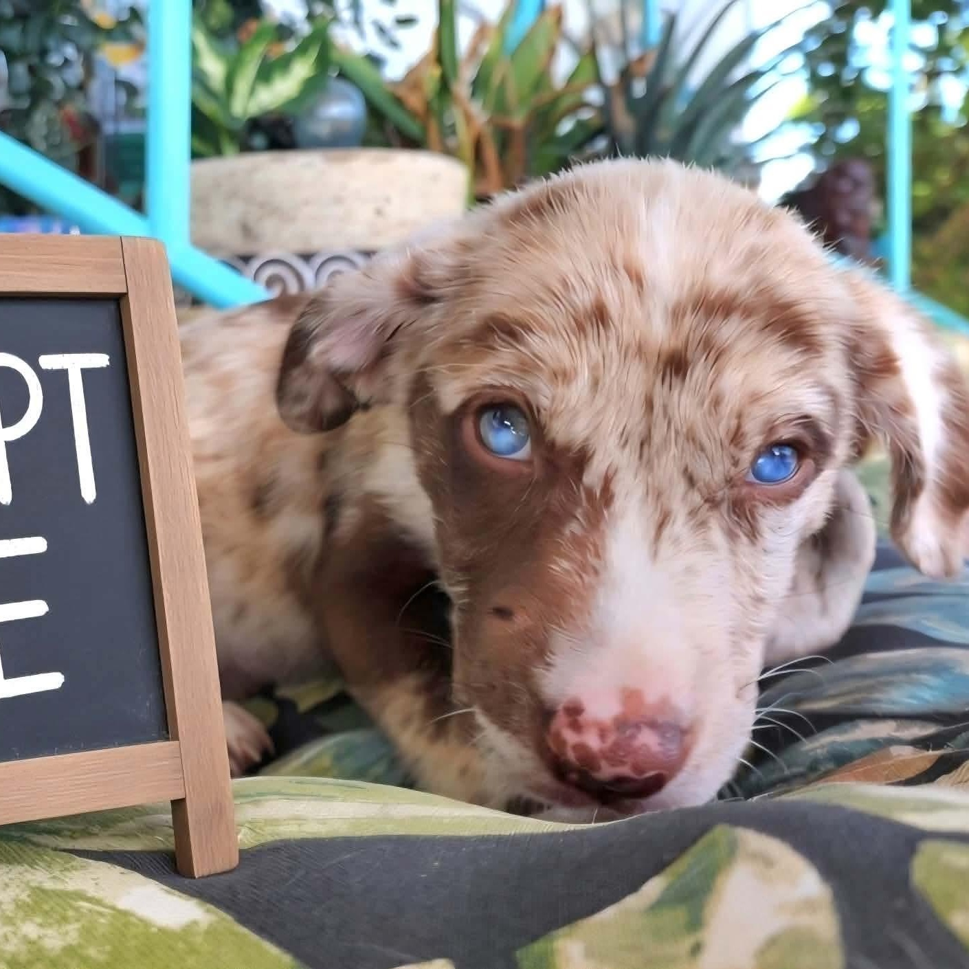 Sorbet, Adopted, Puppy Female Australian Shepherd & Labrador Retriever.