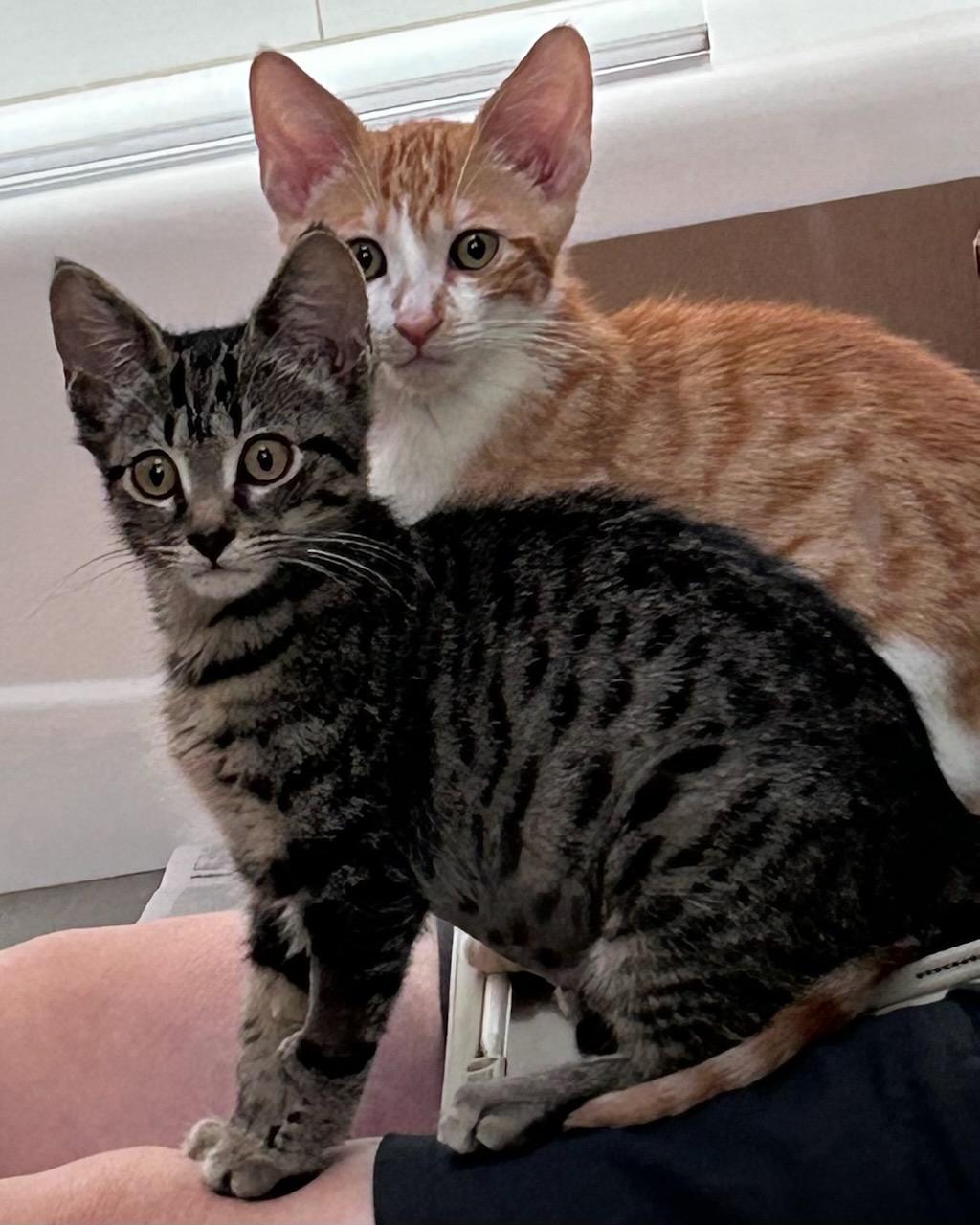 Gladiator (bonded with Freesia), Adoptable, Kitten Male Domestic Short Hair.