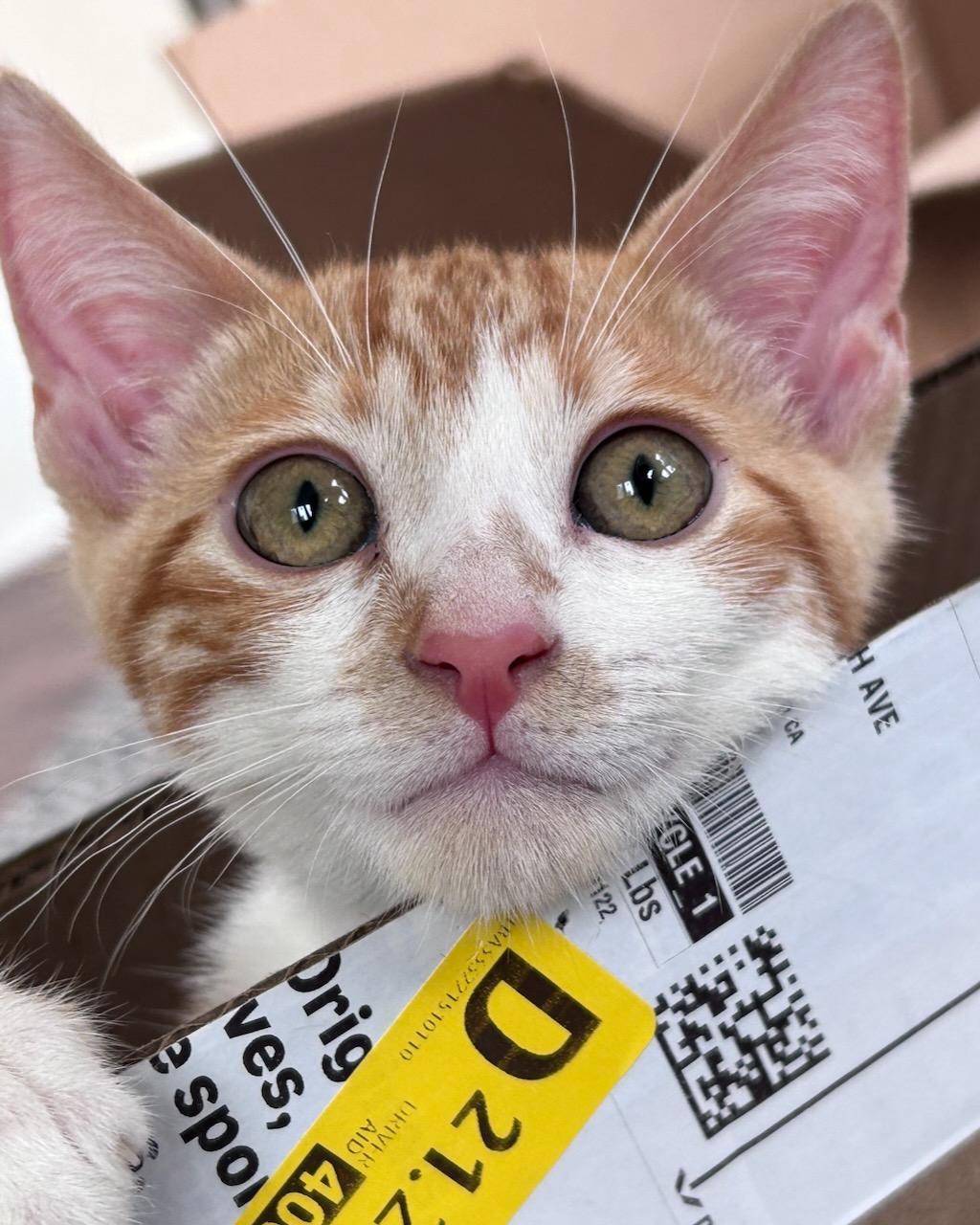 Gladiator (bonded with Freesia), a Adoptable Domestic Short Hair in San Francisco, CA image 2/6