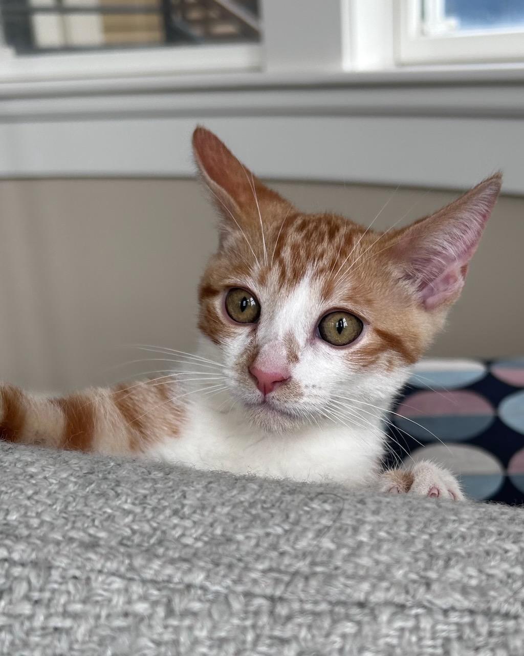 Gladiator (bonded with Freesia), a Adoptable Domestic Short Hair in San Francisco, CA image 3/6