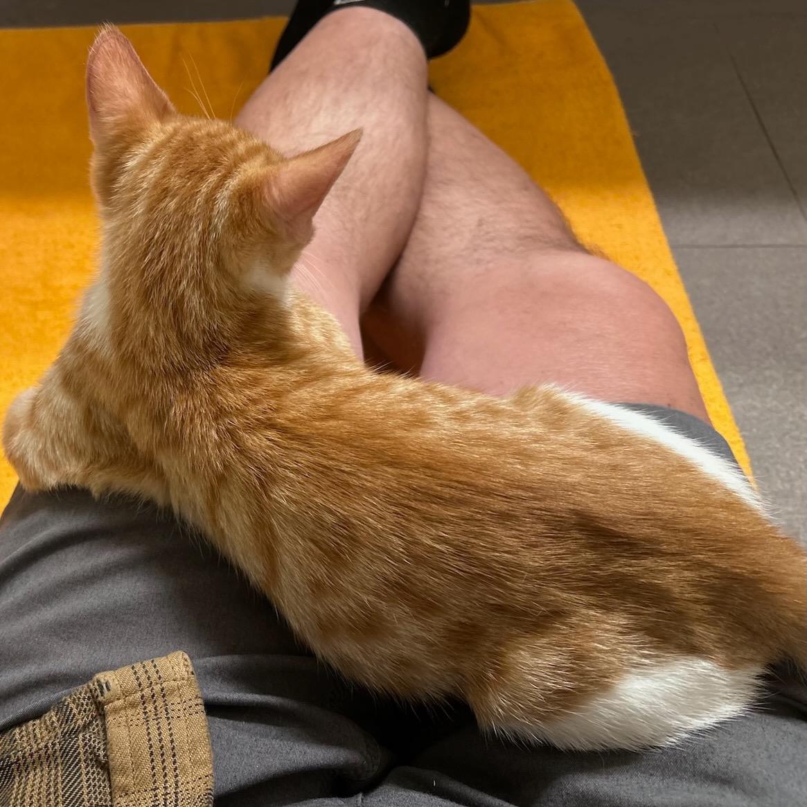 Gladiator (bonded with Freesia), a Adoptable Domestic Short Hair in San Francisco, CA image 5/6
