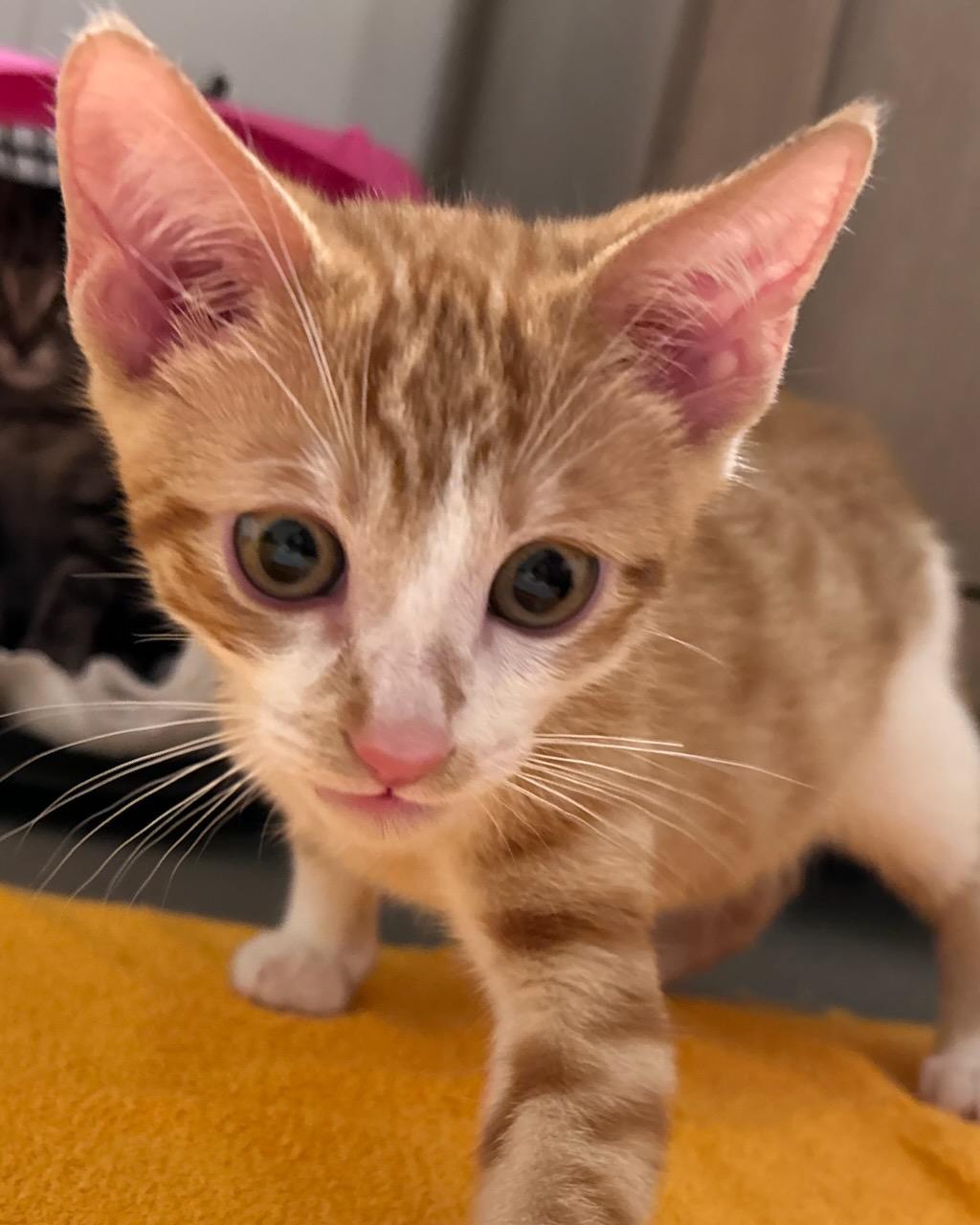 Gladiator (bonded with Freesia), a Adoptable Domestic Short Hair in San Francisco, CA image 6/6