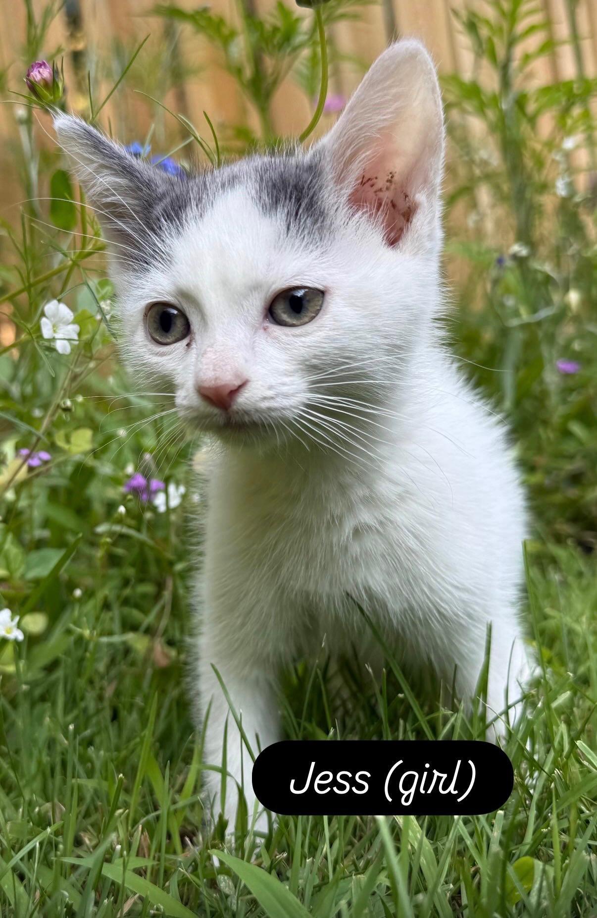 Jess, adopted, Kitten Female Domestic Short Hair.