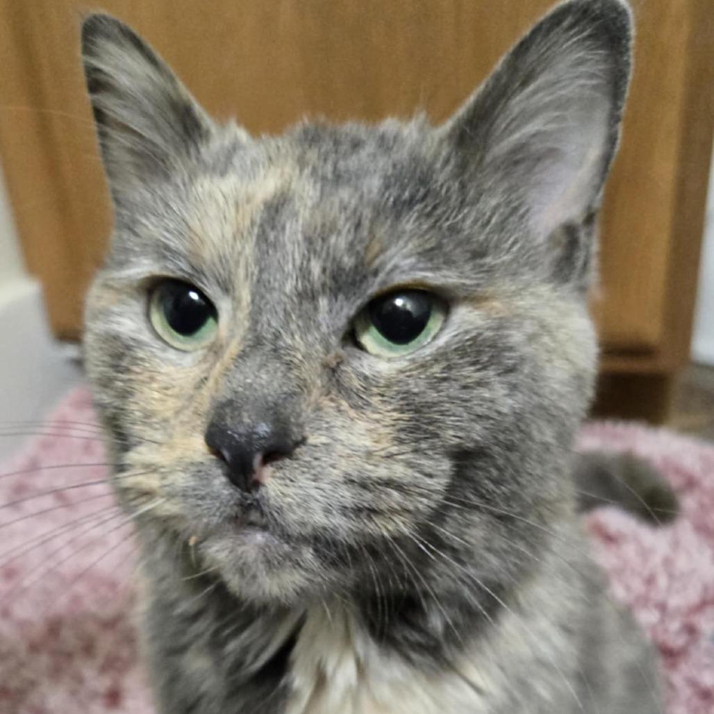 Tola — thumbnail 2