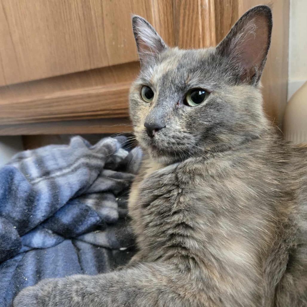 Tola — thumbnail 3