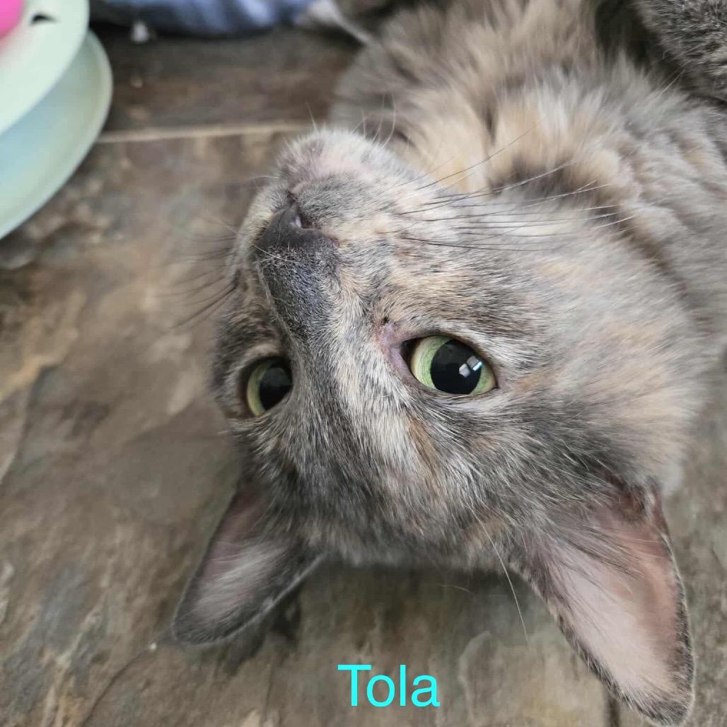 Tola — thumbnail 4