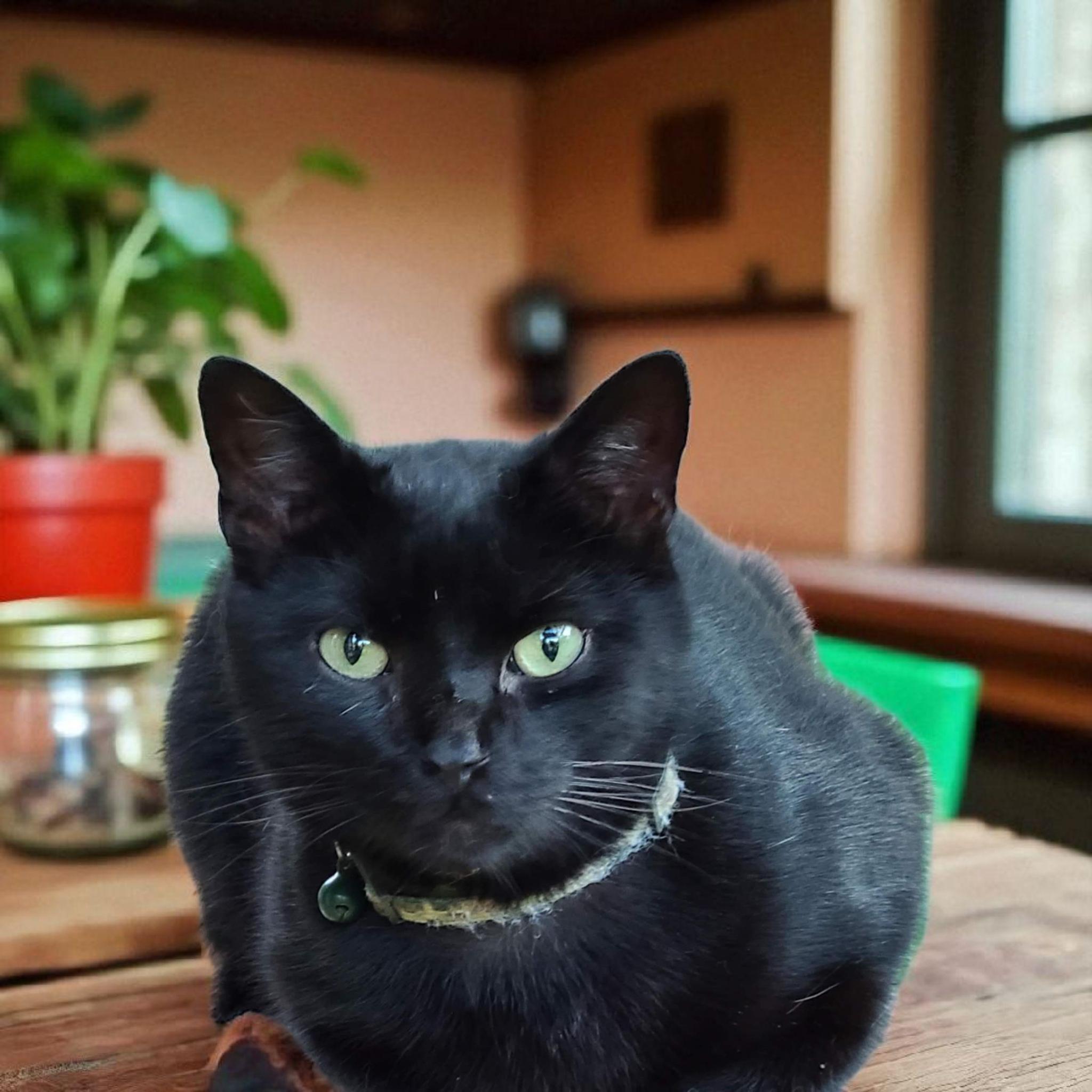 Enlarge Ashton, a Adoptable Domestic Short Hair in Greeneville, TN image 2/2