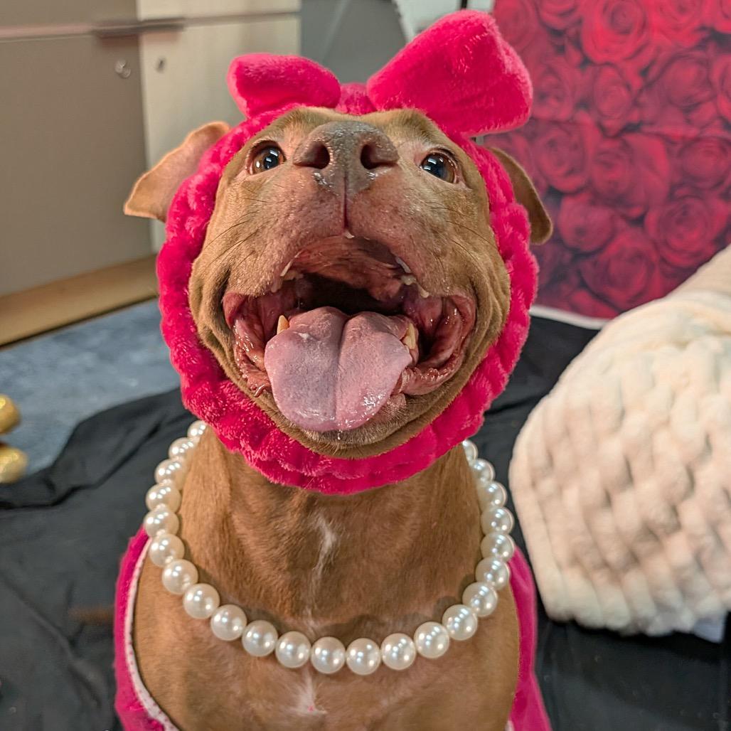 Tiffany, Adoptable, Adult Female Pit Bull Terrier.