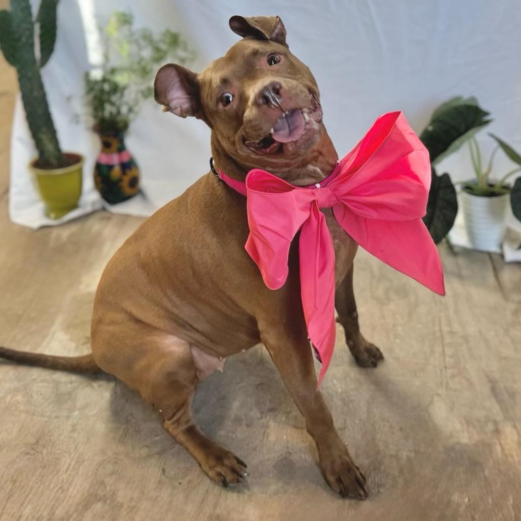 Enlarge Tiffany, a Adoptable Pit Bull Terrier in Chicago, IL image 2/6