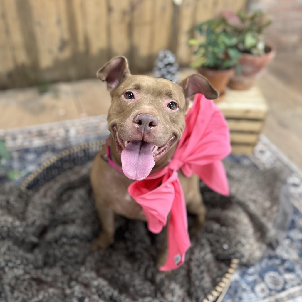 Tiffany, Adoptable, Adult Female Pit Bull Terrier.