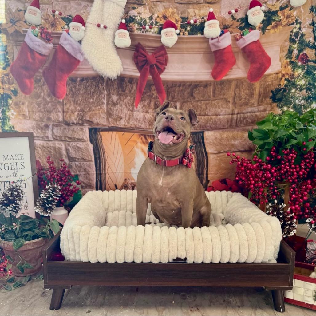 Enlarge Tiffany, a Adoptable Pit Bull Terrier in Chicago, IL image 2/4