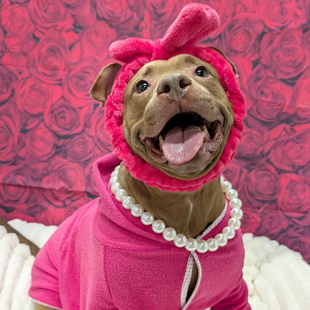 Enlarge Tiffany, a Adoptable Pit Bull Terrier in Chicago, IL image 4/6