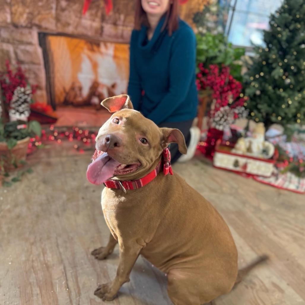 Enlarge Tiffany, a Adoptable Pit Bull Terrier in Chicago, IL image 4/4