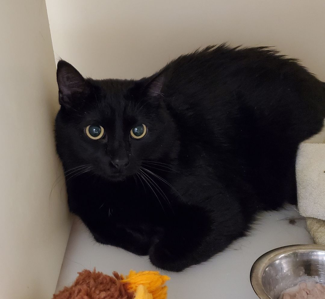 Little Boy, Adoptable, Adult Male Domestic Short Hair.