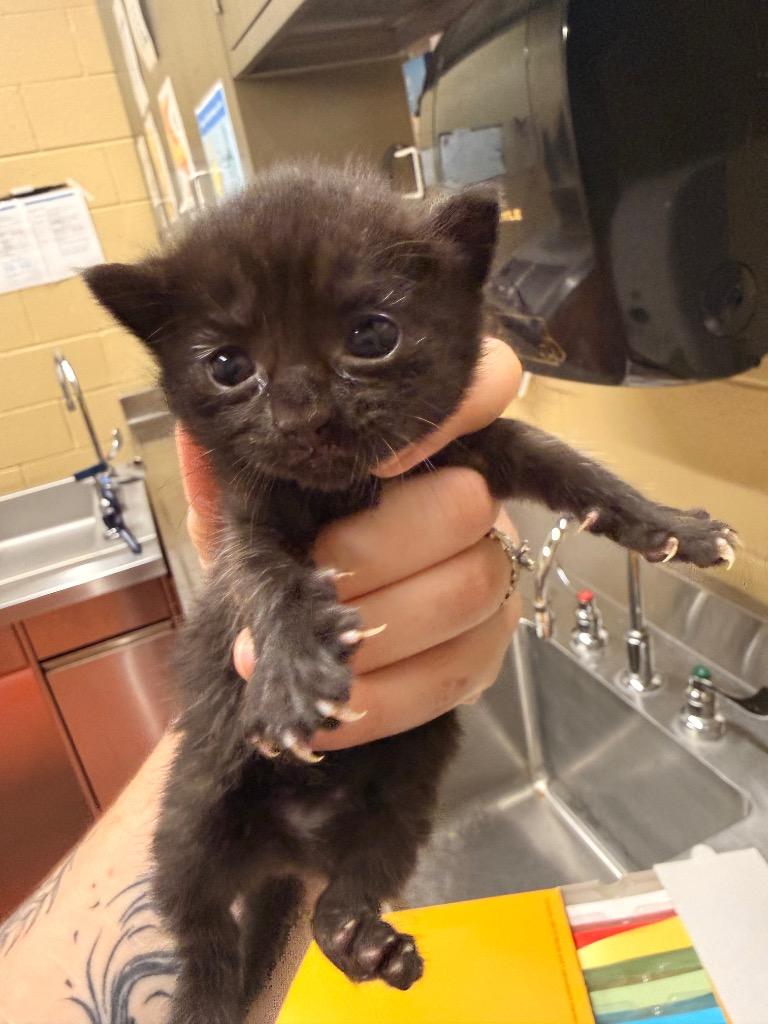 Mary (Green #2), Adoptable, Kitten Female Domestic Short Hair.