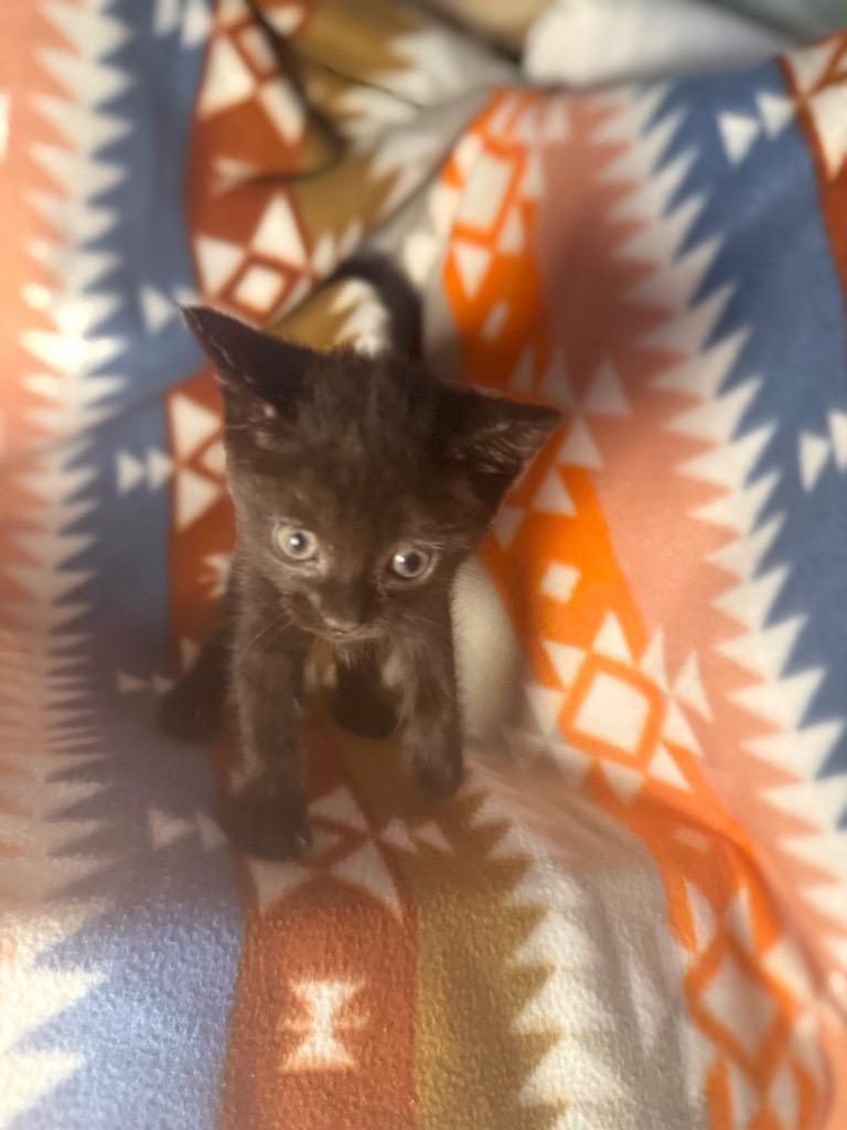 Enlarge Mary (Green #2), a Adoptable Domestic Short Hair in Douglasville, GA image 2/2