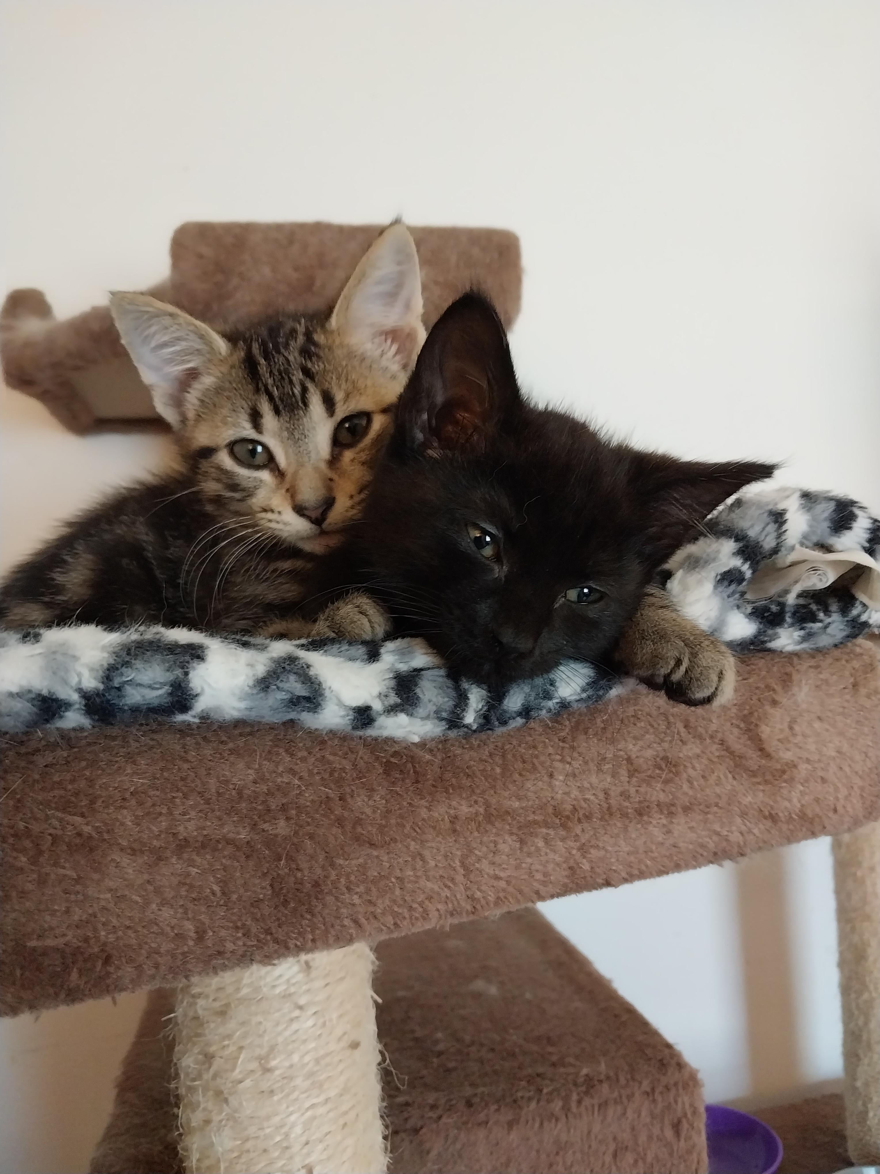Enlarge Brynne, a ADOPTABLE Domestic Medium Hair in Aylett, VA image 2/3