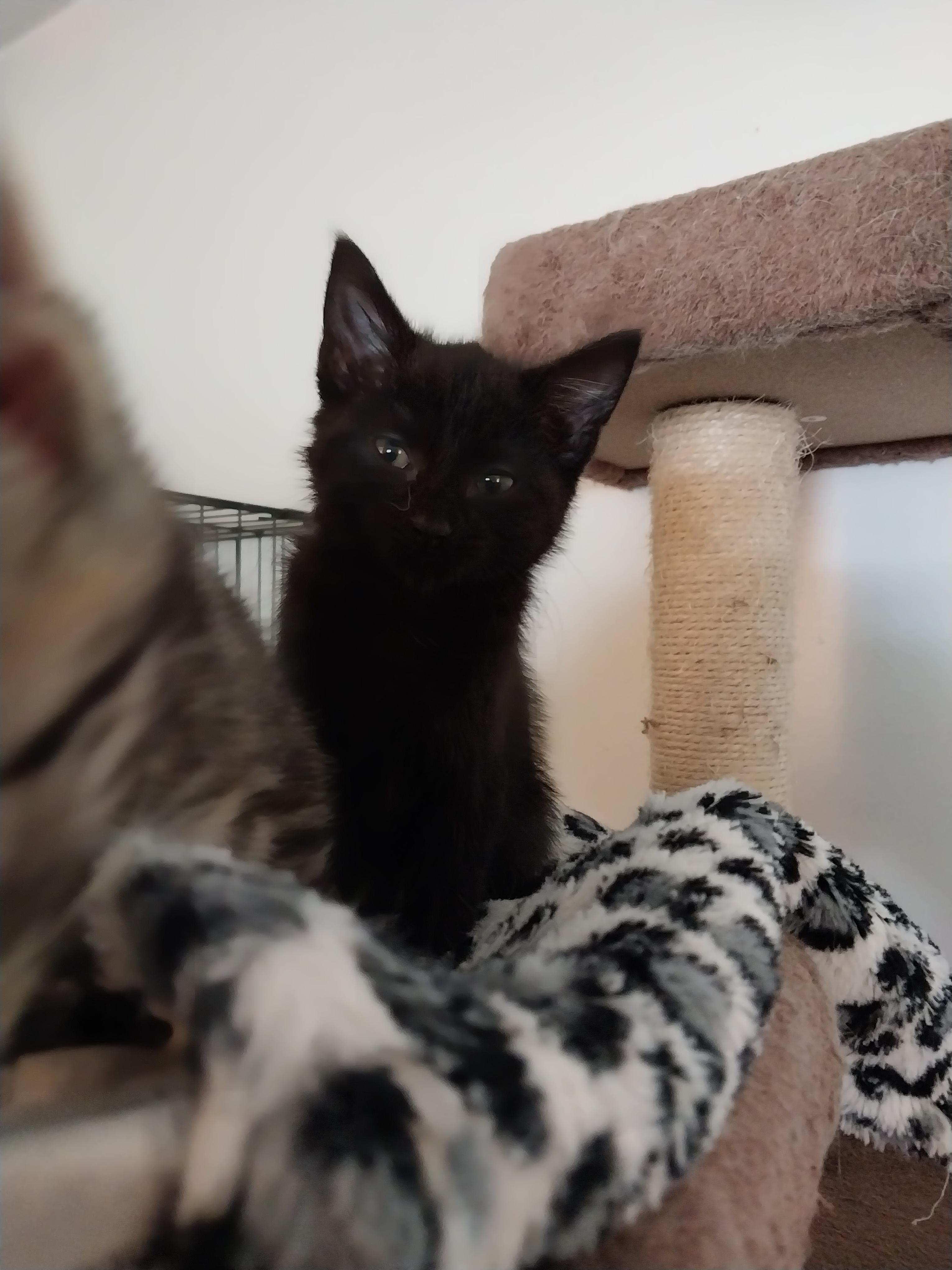 Enlarge Brynne, a ADOPTABLE Domestic Medium Hair in Aylett, VA image 3/3