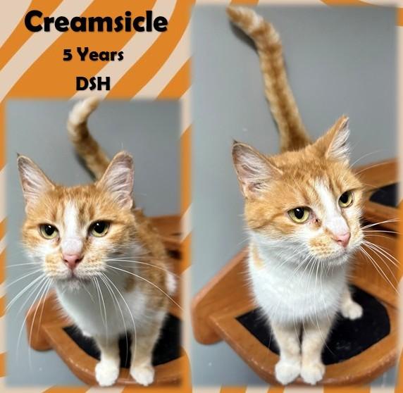 Creamsicle, Adoptable, Adult Female Domestic Short Hair.