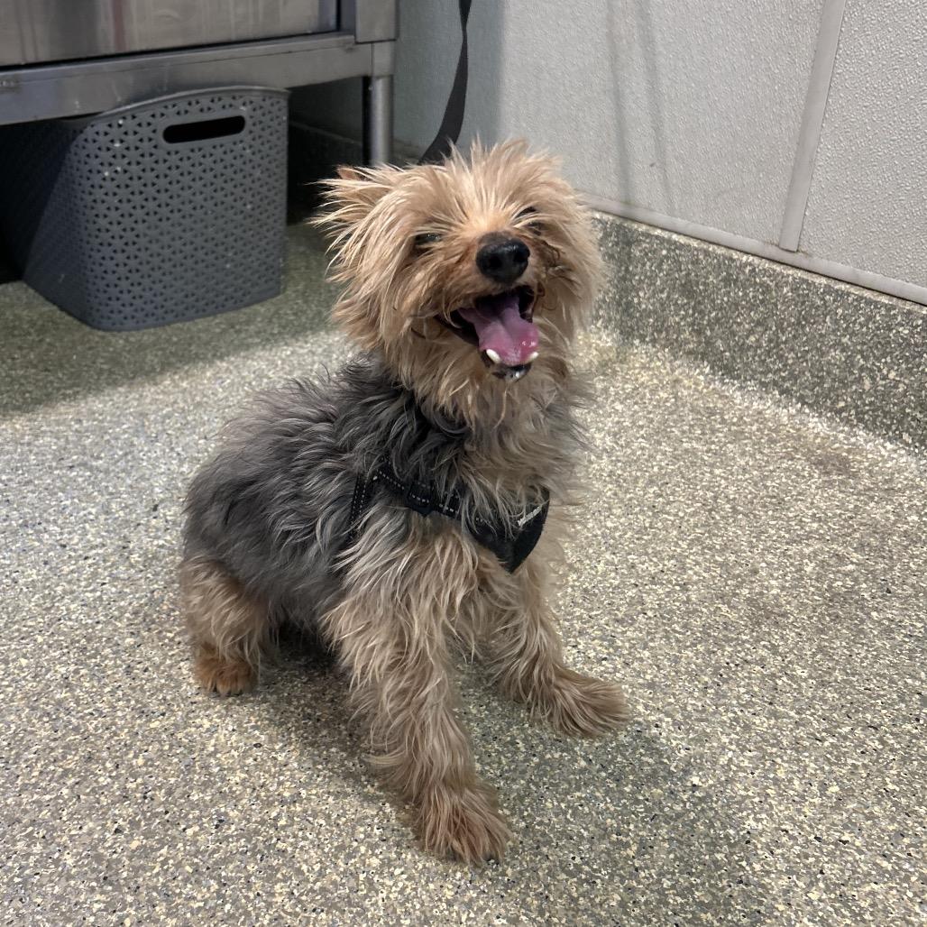 IVHS-Stray-143919 photo