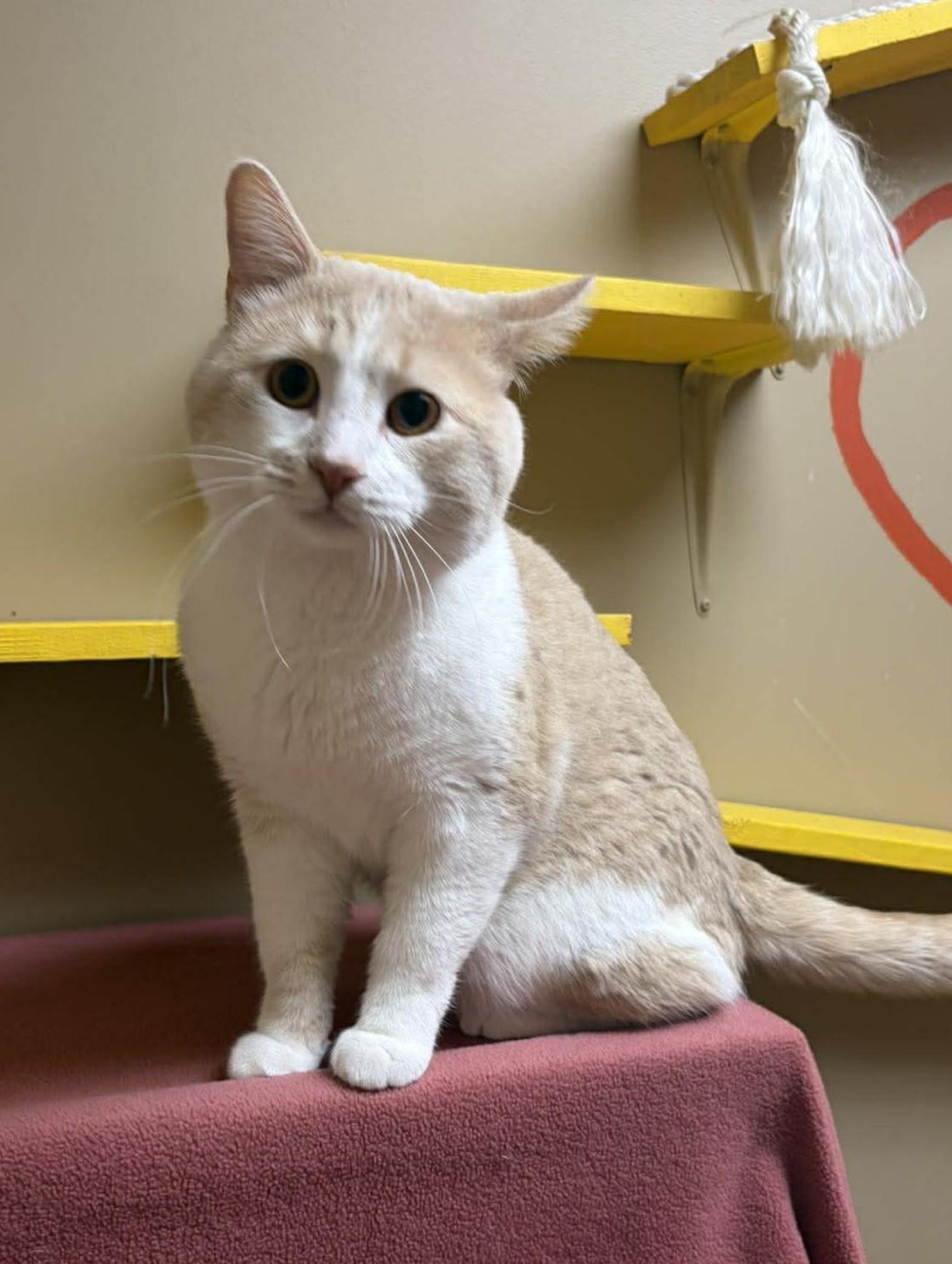 Butters, adopted, Adult Male Domestic Short Hair.
