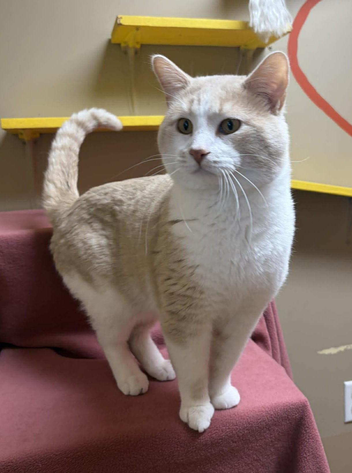 Enlarge Butters, an adopted mixed breed in Maryville, MO image 2/2