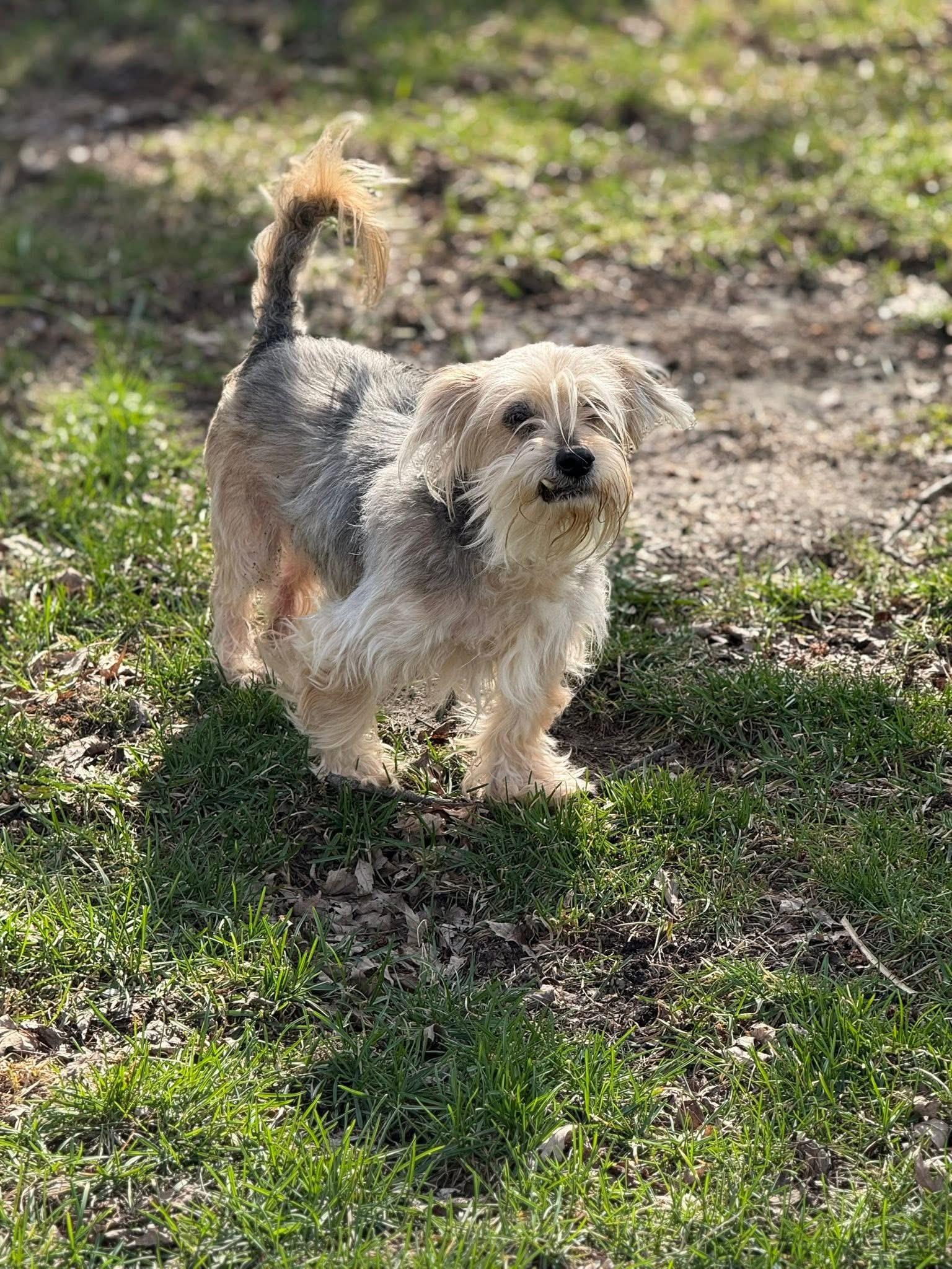 Harry, ADOPTABLE, Senior Male Yorkshire Terrier.